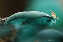 Biosphoto | 2621414 | Springtail on turquoise fungus Peziza, Chevinay Forest, Rhône, France. | &copy; Philippe Lebeaux / Biosphoto