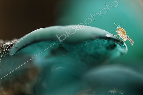 Biosphoto | 2621414 | Springtail on turquoise fungus Peziza, Chevinay Forest, Rhône, France. | &copy; Philippe Lebeaux / Biosphoto
