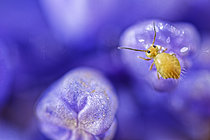 Biosphoto | 2621409 | Springtail (Sminthurus viridis) on the bud of a mountain flower, Cévennes National Park, France. | &copy; Philippe Lebeaux / Biosphoto