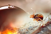 Biosphoto | 2621387 | Springtails, photomontage, Rhône, France | &copy; Philippe Lebeaux / Biosphoto