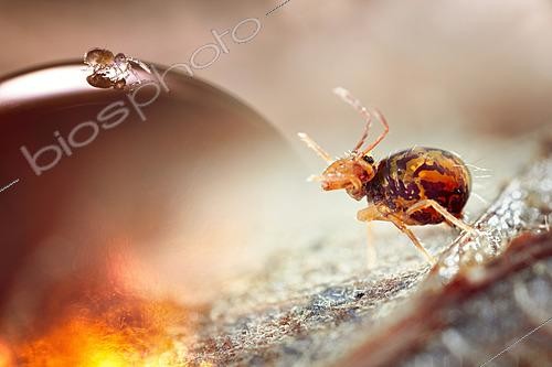 Biosphoto | 2621387 | Springtails, photomontage, Rhône, France | &copy; Philippe Lebeaux / Biosphoto