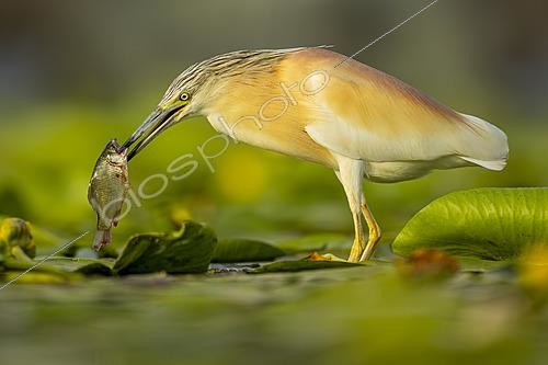 Biosphoto | 2627768 | Squacco Heron (Ardeola ralloides) capturing prey among floating aquatic vegetation. | &copy; Pablo Barrena / Biosphoto