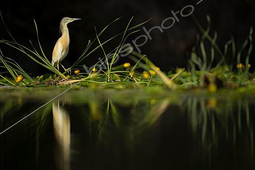 Biosphoto | 2627770 | Squacco Heron (Ardeola ralloides) standing at the water's edge in low light, with its reflection visible, Mérida, Badajoz, Spain | &copy; Pablo Barrena / Biosphoto
