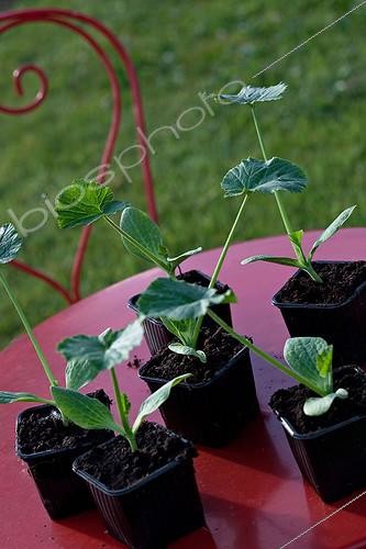 Biosphoto | 890660 | Squash seedlings on a garden table | &copy; Philippe Giraud / Biosphoto
