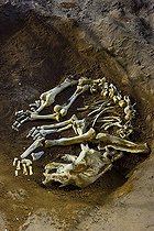 Biosphoto | 762633 | Squelette in the cave of Ekain in Cestona Spain | &copy; Juan-Carlos Muñoz / Biosphoto