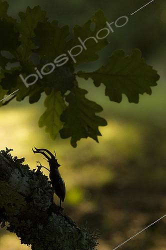 Biosphoto | 2148372 | Stag Beetle ( Lucanus cervus), male Pyrenees, Spain | &copy; Jorge Ruiz del Olmo / Biosphoto