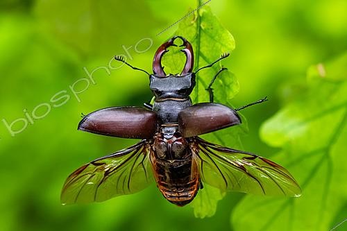 Biosphoto | 2629092 | Stag beetle (Lucanus cervus) male taking off from an oak leaf, Lorraine, France. | &copy; Stéphane Vitzthum / Biosphoto