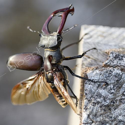 Biosphoto | 2612660 | Stag beetle (Lucanus cervus) on a log section in the forest about to take flight, Auvergne, France. | &copy; Monique Morin / Biosphoto