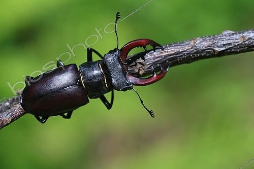 Biosphoto | 604574 | Stag beetle on branch in summer Lozère  | &copy; Pascal Pittorino / Biosphoto