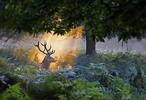 Biosphoto | 1921125 | Stag Red Deer illuminated by the first rays of the sun - GB | &copy; Frédéric Desmette / Biosphoto
