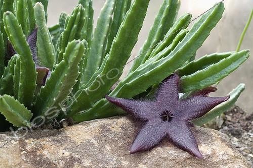 Biosphoto | 581998 | Stapelia House air depollution plant France ; Tropical greenhouse of Sens | &copy; Claudius Thiriet / Biosphoto