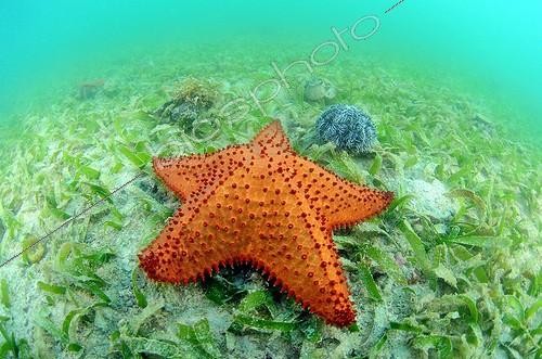 Biosphoto | 1359622 | Starfish in a meadow of turtle grass in the Caribbean | &copy; Mathieu Foulquié / Biosphoto