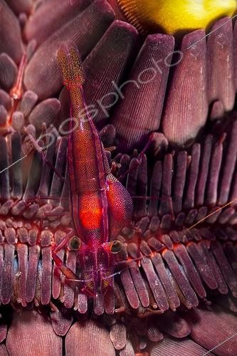 Biosphoto | 1900243 | Starfish shrimp on pencil urchin Indonesia | &copy; Fabien Michenet / Biosphoto