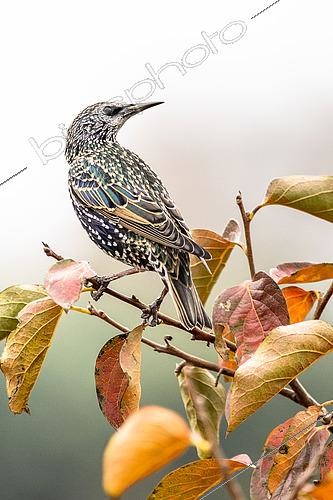 Biosphoto | 2561679 | Starling (Sturnus vulgaris) in a persimmon tree, Avignon, France | &copy; David Tatin / Biosphoto