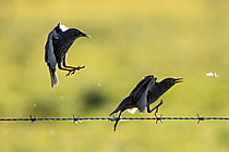Biosphoto | 2625027 | Starling (sturnus vulgaris) perched on a barbed wire, England | &copy; Frédéric Desmette / Biosphoto