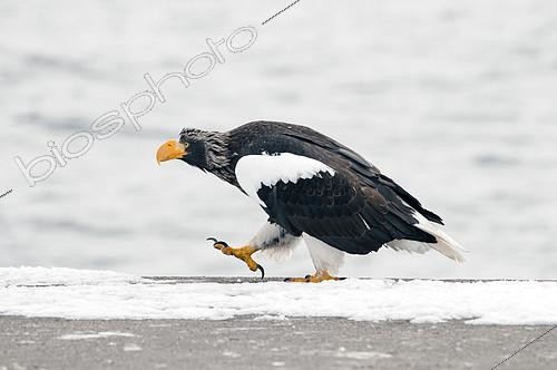 Biosphoto | 2279136 | Steller's sea eagle (Haliaeetus pelagicus) walking on snow, Japan | &copy; Henry Ausloos / Biosphoto