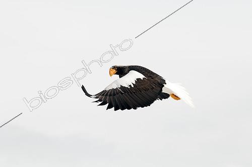 Biosphoto | 2279137 | Steller's sea eagle (Haliaeetus pelagicus) flying, Russia | &copy; Henry Ausloos / Biosphoto
