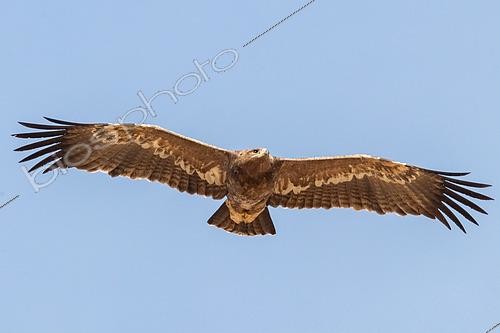 Biosphoto | 2551398 | Steppe Eagle (Aquila nipalensis) immature in flight, Mongolia | &copy; Bastien Chaix / Biosphoto