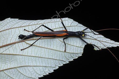 Biosphoto | 2610485 | Stick insect (Orthomeria sp.), male in situ, Catanduanes Island, Philippines. | &copy; Frank Deschandol & Philippe Sabine / Biosphoto