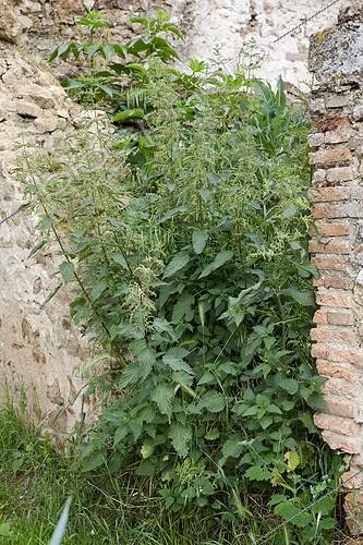 Biosphoto | 1138743 | Stinging nettle growing in the ruins of a wall | &copy; NouN / Biosphoto