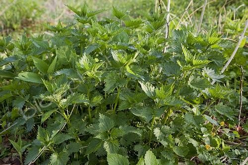 Biosphoto | 1470735 | Stinging nettle in a garden | &copy; NouN / Biosphoto