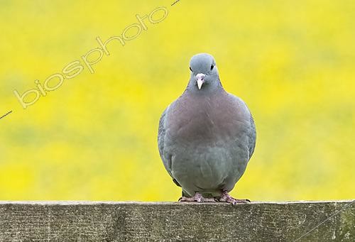 Biosphoto | 2625182 | Stock dove (Columba Oenas) perched on a fence, England | &copy; Frédéric Desmette / Biosphoto