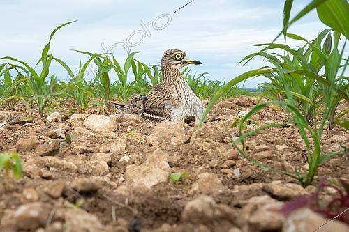 Biosphoto | 2576974 | Stone-curlew (Burhinus oedicnemus) - Adult and chicks on the nest in the first hours after hatching in a cornfield in Calvados, Normandy, France | &copy; Michael Adam / Biosphoto