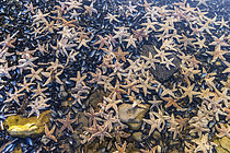Biosphoto | 2619513 | Stranding of hundreds of starfish due to the spring tides on March 21, 2026, Wimereux, Opal Coast, France. | &copy; Yann Avril / Biosphoto