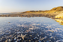 Biosphoto | 2619514 | Stranding of hundreds of starfish due to the spring tides on March 21, 2026, Wimereux, Opal Coast, France. | &copy; Yann Avril / Biosphoto