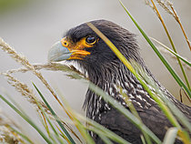 Biosphoto | 2622055 | Striated Caracara or Johnny Rook (Phalcoboenus australis, Daptrius australis) on the Falkland Islands, one of the most intelligent and rarest birds of prey. South America, Subantarctica, Falkland Islands, Sea Lion Island | &copy; Martin Zwick / Biosphoto