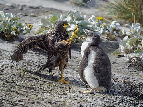 Biosphoto | 2622059 | Striated Caracara or Johnny Rook (Phalcoboenus australis, Daptrius australis) Hunting a chick of gentoo penguin (pygoscelis papua) on the Falkland Islands. South America, Subantarctica, Falkland Islands, Sea Lion Island | &copy; Martin Zwick / Biosphoto