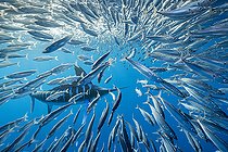 Biosphoto | 2498972 | Striped marlin (Tetrapturus audax) feeding on sardine's bait ball (Sardinops sagax), Magdalena Bay, West Coast of Baja California Peninsula, Pacific Ocean, Mexico | &copy; Franco Banfi / Biosphoto