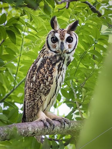 Biosphoto | 2608626 | Striped Owl (Asio clamator), in roosting place, Coclé, Panama | &copy; Ignacio Yufera / Biosphoto
