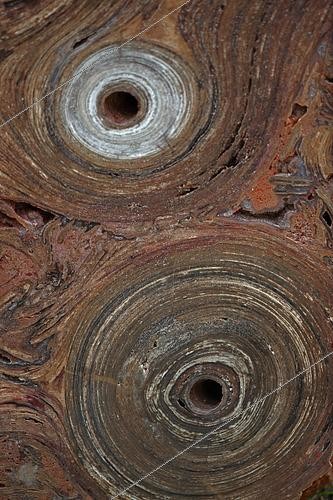 Biosphoto | 2443397 | Stromatolite fossile (Conophytum basalticum), Cambrien, Katherine, Territoire du Nord, Australie | &copy; John Cancalosi / Biosphoto