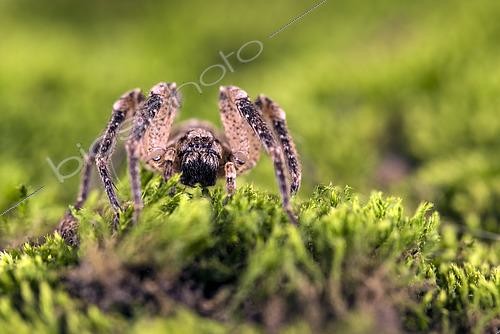Biosphoto | 2552707 | Sub adult female of false wolf spider (Zoropsis spinimana) walking on moss, Liguria, Italy | &copy; Tonči Maletic / Biosphoto