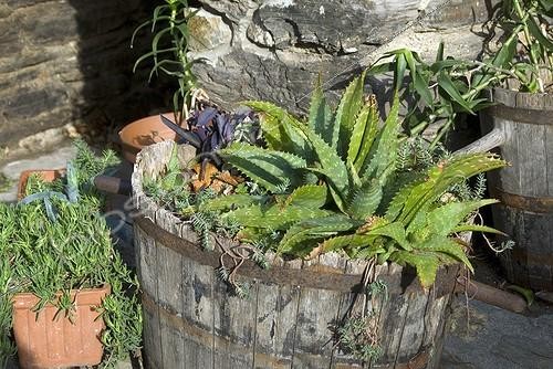 Biosphoto | 2032424 | Succulent plants in a barrel in a garden | &copy; DIGIT images / Biosphoto