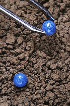 Biosphoto | 2578188 | Sugar beet seeds, coated with chemical insecticide protection, risk for bees and other insects | &copy; Claudius Thiriet / Biosphoto