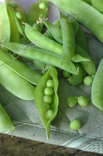 Biosphoto | 2504272 | Sugar peas and Garden peas (Pisum sativum), harvested from the garden | &copy; Catherine Fruhinsholz / Biosphoto