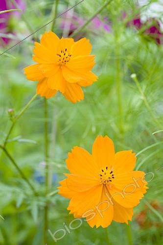 Biosphoto | 2143171 | Sulphur cosmos (Cosmos sulphureus) flowers | &copy; Frédéric Didillon / Biosphoto