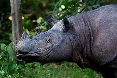 Biosphoto | 2081736 | Sumatran rhinoceros (Dicerorhinus sumatrensis) in forest, Rehabilitation center.Way-Kambas. Sumatra. | &copy; Daniel Heuclin / Biosphoto