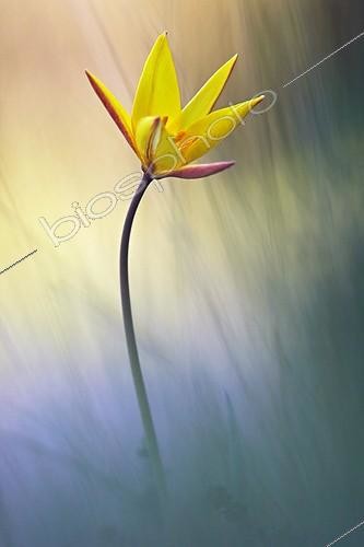 Biosphoto | 895014 | Sun-touched Tulip in a meadow Souhern France ; Veolia Environnement Wildlife Photographer of the Year 2009<br>In Praise of Plants - Runner-up<br>Sun-touched tulip<br>It's a wild subspecies. | &copy; Serge Tollari / Biosphoto