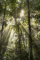 Biosphoto | 2564722 | Sunbeams in the Amazon rainforest, Belizon, French Guiana. | &copy; Vincent Premel / Biosphoto