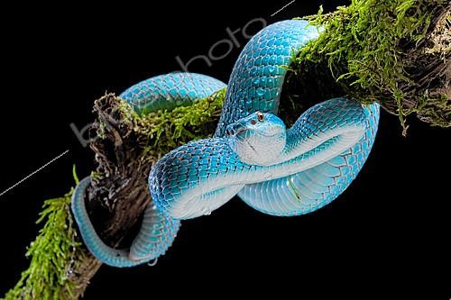 Biosphoto | 2140327 | Sunda island pitviper (Trimeresurus insularis) on a branch, Komodo | &copy; Clément Carbillet / Biosphoto