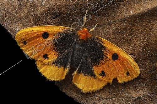 Biosphoto | 2458538 | Sundaroa (Sundaroa sexmacula), imago, Kinabalu NP, Borneo, Malaysia | &copy; Frank Deschandol & Philippe Sabine / Biosphoto