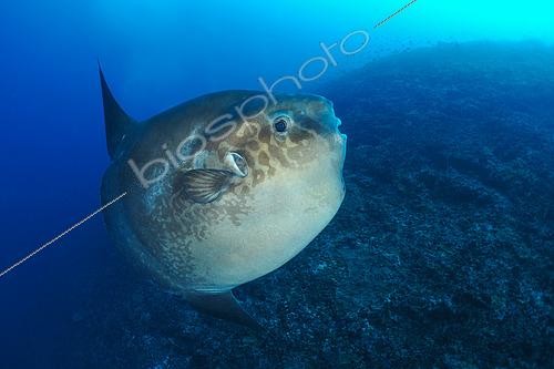 Biosphoto | 2578875 | Sunfish (Mola mola), Manta Point diving site. The Wall. Nusa Penida Island. Bali. Indonesia. | &copy; Jean Cassou / Biosphoto