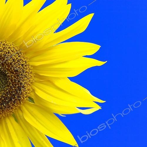Biosphoto | 1993491 | Sunflower flower on blue sky background - Aquitaine France | &copy; Laurent Lhoté / Biosphoto