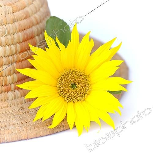 Biosphoto | 1993493 | Sunflower flower straw hat on white background  | &copy; Laurent Lhoté / Biosphoto