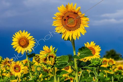 Biosphoto | 2505267 | Sunflower (Helianthus annuus) close-up on a background of bright blue sky with bees, Valensole, Provence, France | &copy; Andrey Gudkov / Biosphoto