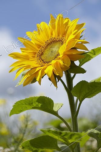 Biosphoto | 2161366 | Sunflower, Helianthus annuus, flower | &copy; Visions Pictures / Biosphoto