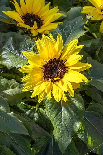 Biosphoto | 2608238 | Sunflower (Helianthus annuus) 'Sunsation' | &copy; Marie Aymerez / Biosphoto